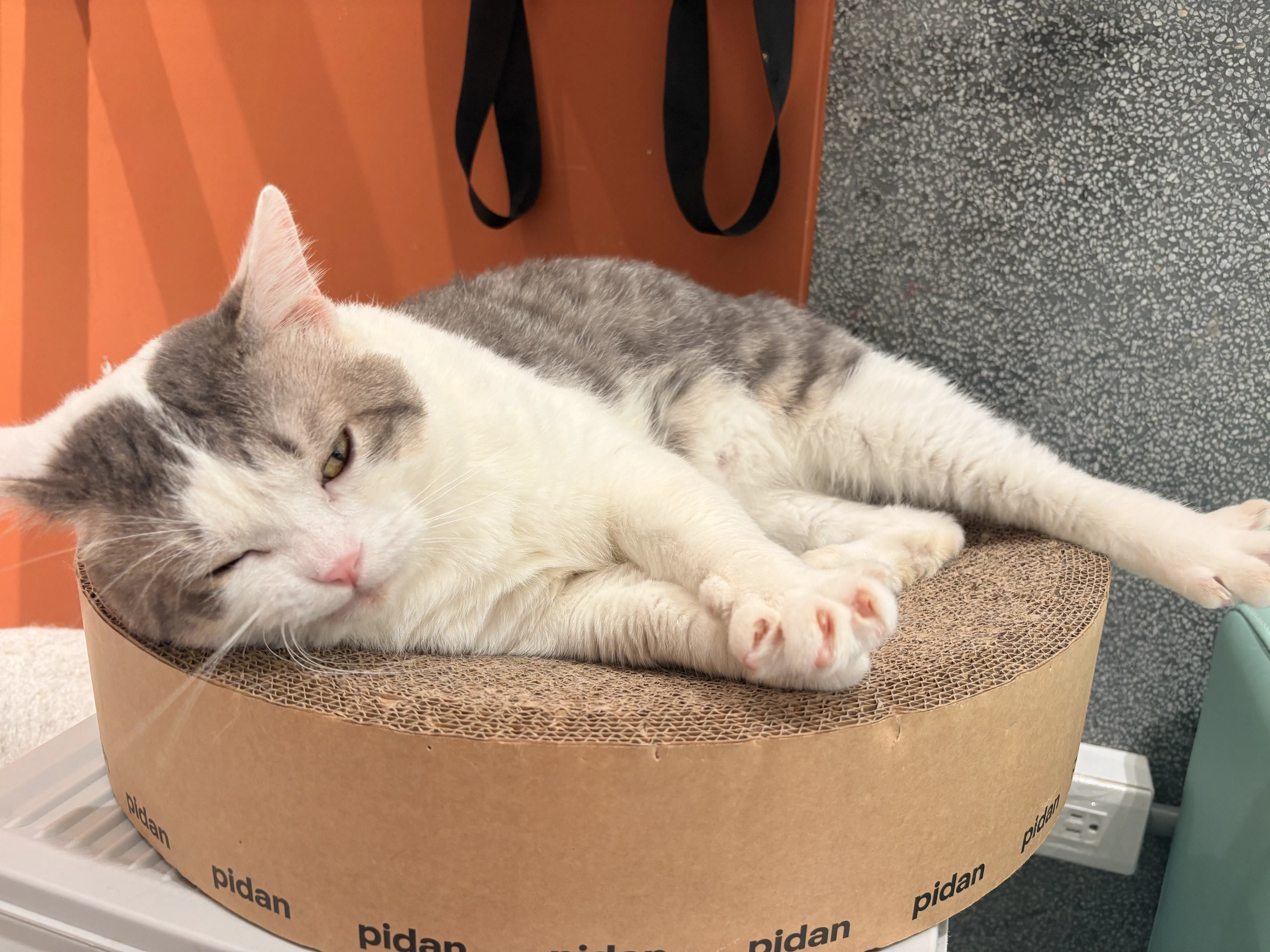 
          台北 | Meow Party Café 喵趴咖啡  - Featured image
        